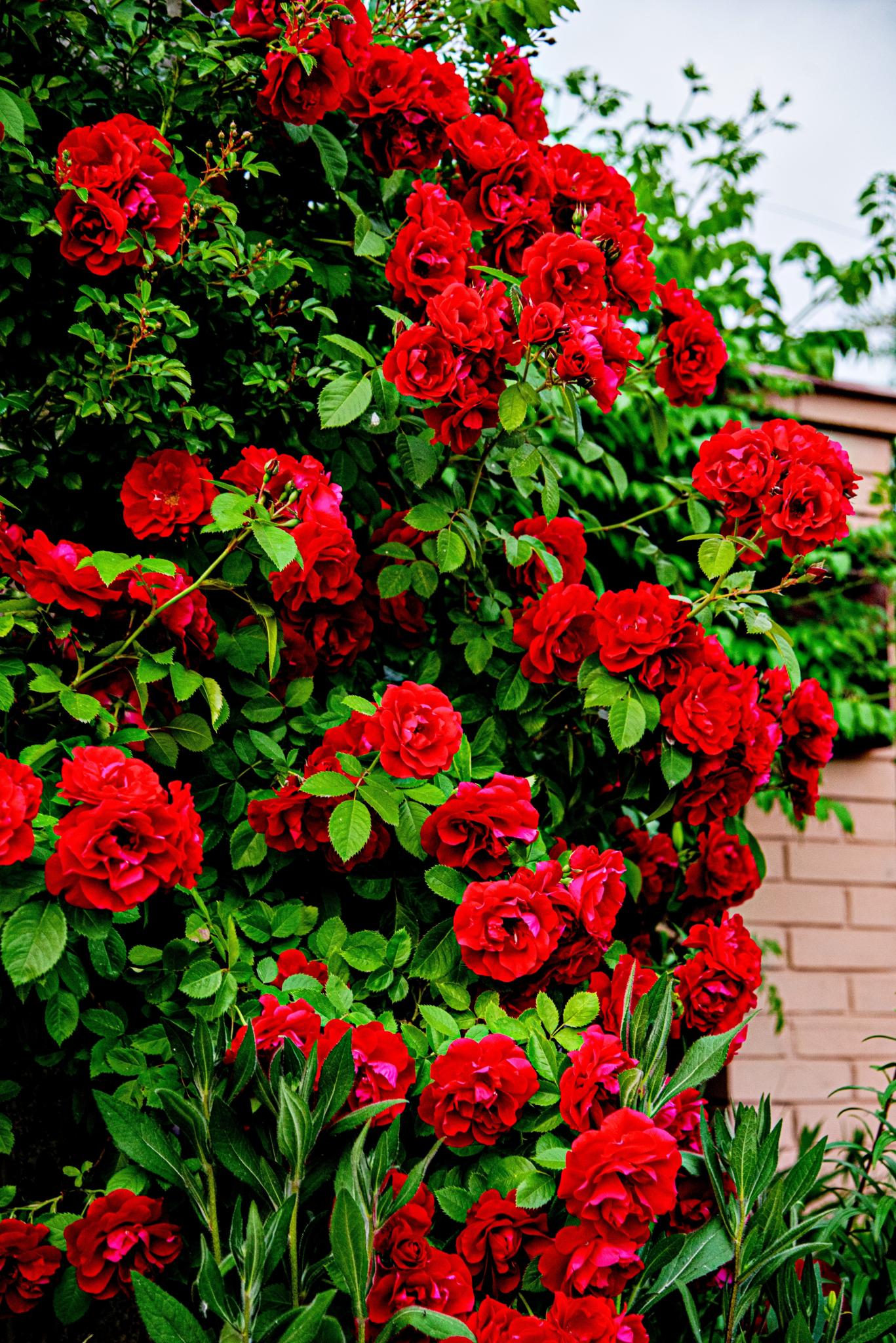 red roses